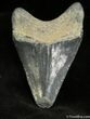 Inch Bone Valley Megalodon Tooth #931-1